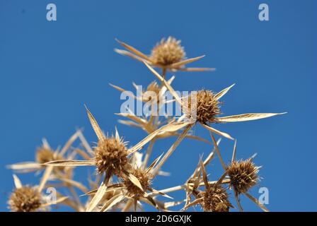 Eryngium campestre (auch bekannt als Field Eryngo) Trockene Zweige auf hellblauem Himmel Hintergrund Stockfoto