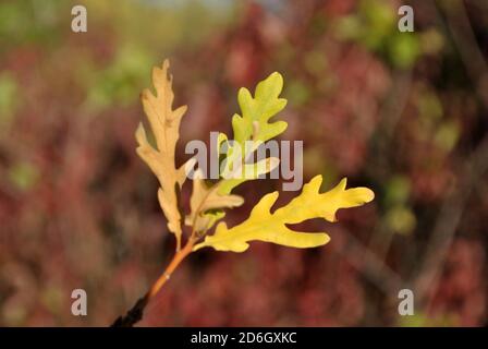 Oak tree with bright yellow-green  leaves  close up detail on soft blurry background Stockfoto