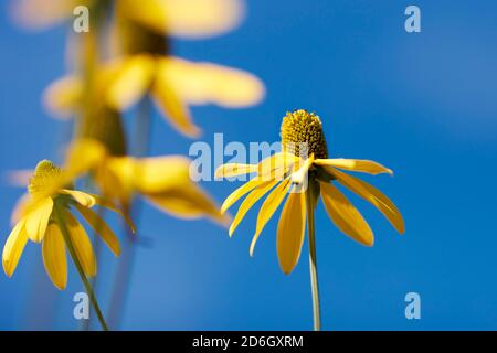 Cutleaf coneflower (Rudbeckia laciniata) gelbe Blüten auf hellblauen Himmel. Stockfoto