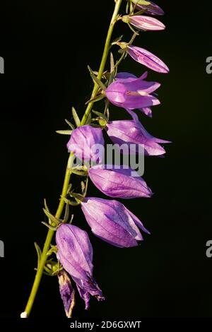 Nahaufnahme eines Blütenstachels der wachsenden wilden kriechenden Glockenblume oder Rampion-Glockenblume (Campanula rapunculoides), einer mehrjährigen krautigen Pflanze. Stockfoto