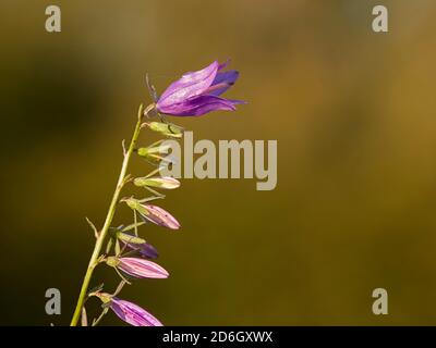 Nahaufnahme eines Blütenstachels der wachsenden wilden kriechenden Glockenblume oder Rampion-Glockenblume (Campanula rapunculoides), einer mehrjährigen krautigen Pflanze. Stockfoto