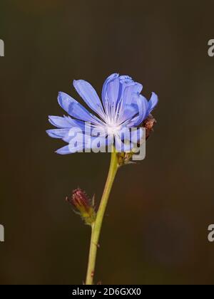 Nahaufnahme einer einzigen blauen Blume und eines Stiels einer gewöhnlichen Zichorie (Cichorium intybus). Stockfoto