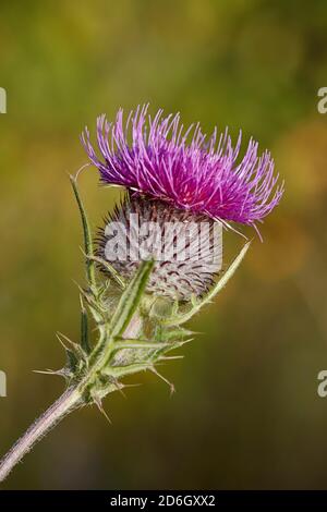 Blütenkopf einer Distel aus Baumwolle (Onopordum acanthium), auch bekannt als Scotch (oder schottische) Distel. Stockfoto