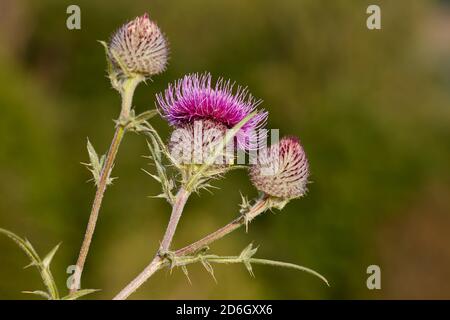 Blütenköpfe einer Distel aus Baumwolle (Onopordum acanthium), auch Scotch (oder schottischer) Distel genannt. Stockfoto