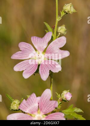 Rosa Blüten der Moschusmalve (Malva moschata), eine mehrjährige krautige Pflanze. Stockfoto