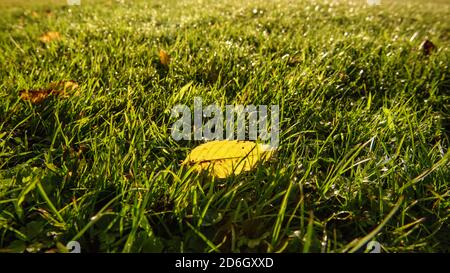 Gelbes Blatt auf einem Morgengras im Herbst Stockfoto