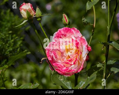 Große rote und weiße Blume einer Gartenrose. Stockfoto