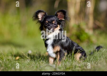 Porträt eines schwarzen, jugendlichen, langhaarigen Chihuahua-Hundes, der auf grünem Gras sitzt. Stockfoto