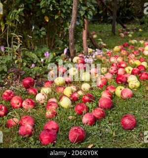 Gefallene Äpfel aus biologischem Anbau lagen auf dem Boden im Schrebergarten. Kaluga, Russland. Stockfoto
