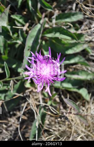 Centaurea jacea (Braune oder Braunglüten) Blume, Gras Hintergrund, Draufsicht Stockfoto