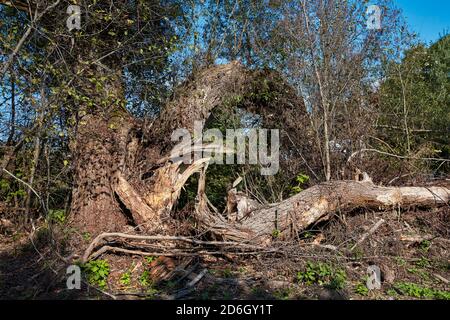 Geteilter Stamm einer alten weißen Weide (Salix alba). Kaluga, Russland. Stockfoto