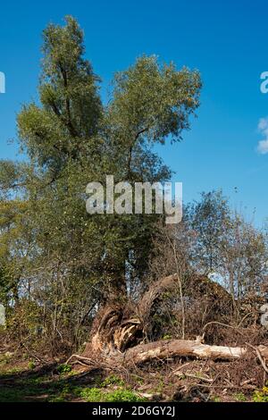 Großer alter Weidenbaum (Salix alba) mit einem geteilten Stamm. Kaluga, Russland. Stockfoto