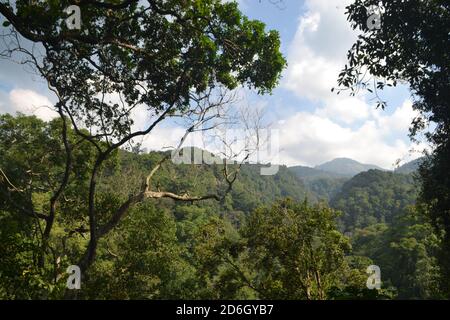 Wundervoller Regenwald Tropis Central java ungaran Mount indonesia Stockfoto