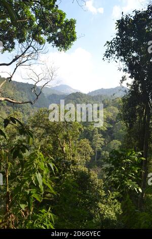 Wundervoller Regenwald Tropis Central java ungaran Mount indonesia Stockfoto