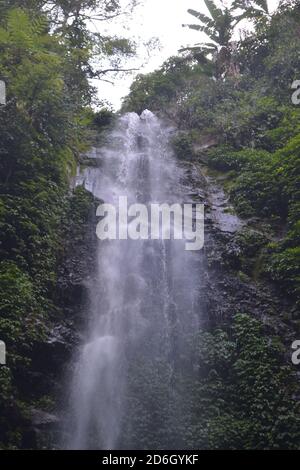 Wundervoller Regenwald Tropis Central java ungaran Mount indonesia Stockfoto