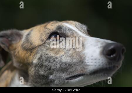 Erstaunliche Farbe im Auge dieses Haustier Windhund. Hund schaut in schlichten dunklen Kopierraum Hintergrund. Pelzstruktur und selektiver Fokus auf das braune Auge Stockfoto