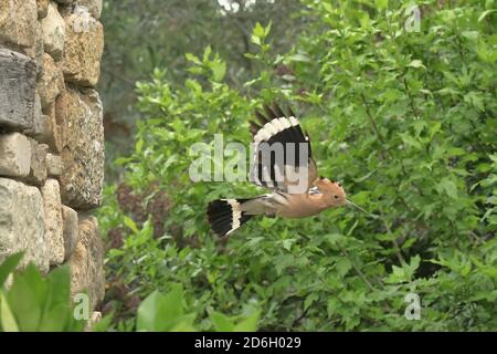 Wiedehopf, Upupa epops. Lassen Nistloch in Steinmauer. In der Nähe von Le Poujol sur Orb, Herault, Frankreich Stockfoto