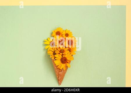 Sonnenblume Heliopsis Blume in einem Waffelglas auf grünem Hintergrund. Platz kopieren, flach legen, für Text platzieren. Erntekarten, Gratulation, Urlaub, b Stockfoto