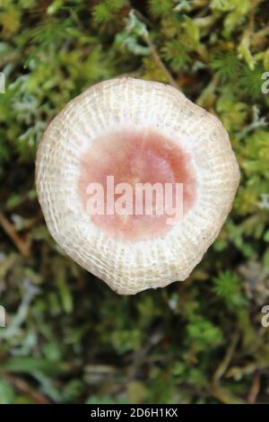 Verschleierte Hebeloma mesophaeum Poisonpie - Stockfoto