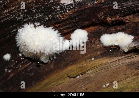 Puderpuff Bracket Postia ptychogaster Stockfoto