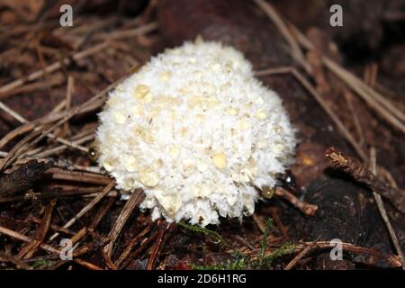 Puderpuff Bracket Postia ptychogaster Stockfoto