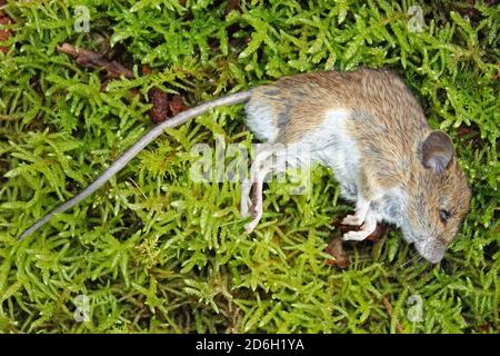 Toten Waldmaus Apodemus sylvaticus Stockfoto