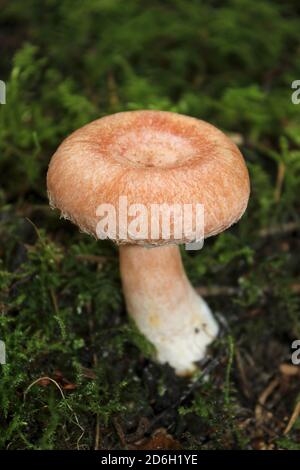 Wollige Milchkappe alias Bearded Milkcap Lactarius torminosus Stockfoto