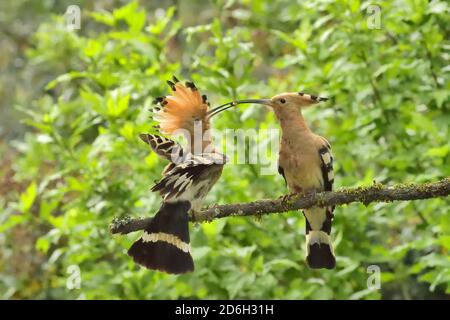 Wiedehopf, Upupa epops. Weibchen, das dem Männchen neben dem Nestloch Futter anbietet. In der Nähe von Le Poujol sur Orb, Herault, Frankreich Stockfoto