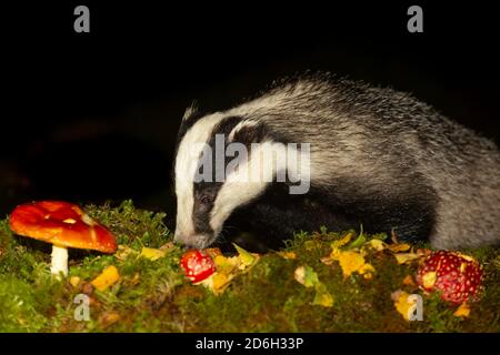 Dachs (wissenschaftlicher Name: Meles Meles). Wilder, einheimischer Dachs, der in einem natürlichen Waldlebensraum mit roten Fliege-Agaren-Pilzen und goldenen Blättern einzieht. Stockfoto