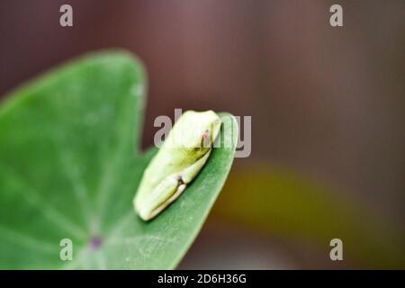 Grüner Frosch auf dem Blatt, im Arenal Vulkan Gebiet in costa rica zentralamerika Stockfoto