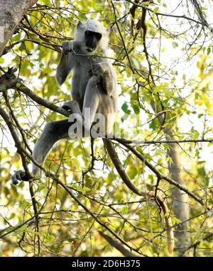 Grau oder Hanuman Langur, Semnopithecus entellus Erwachsene Fütterung Bardia Nationalpark, Nepal Stockfoto