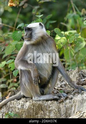 Grau oder Hanuman Langur, Semnopithecus entellus Erwachsener männlicher Bardia Nationalpark, Nepal Stockfoto