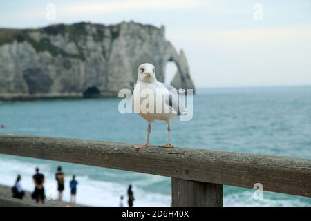 Die neugierige Möwe, die auf dem hölzernen Geländer am Strand in der Nähe der Klippen der französischen Stadt Étretat steht. Stockfoto