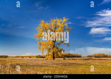 Ein einfarbiger Baumwollbaum in fal-Laubfarbe bei Vita, Manitoba, Kanada. Stockfoto