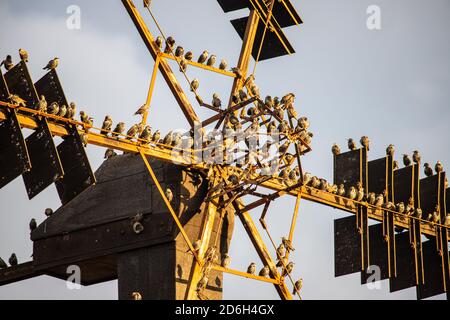 Stare sitzen auf einem Windrad Stockfoto