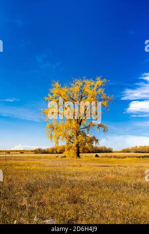 Ein einfarbiger Baumwollbaum in fal-Laubfarbe bei Vita, Manitoba, Kanada. Stockfoto