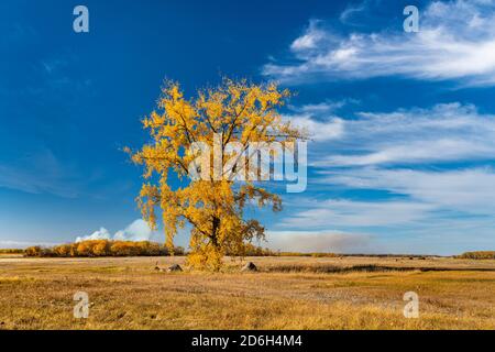 Ein einfarbiger Baumwollbaum in fal-Laubfarbe bei Vita, Manitoba, Kanada. Stockfoto