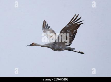 Ein Sandhügelkran (Antigone canadensis), der während eines Schneesturms über Crex Meadows in Wisconsin, USA, fliegt. Stockfoto