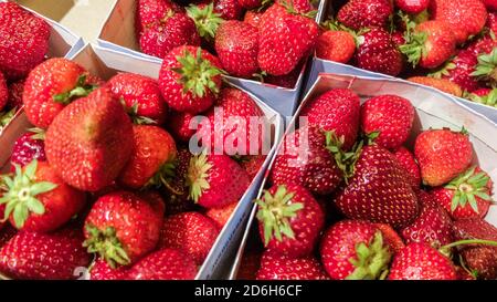 Schwedische Erdbeeren in Tabletts Stockfoto