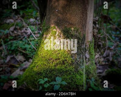 Sonne scheint auf Moos an der Seite eines Baumes im Wald. Stockfoto