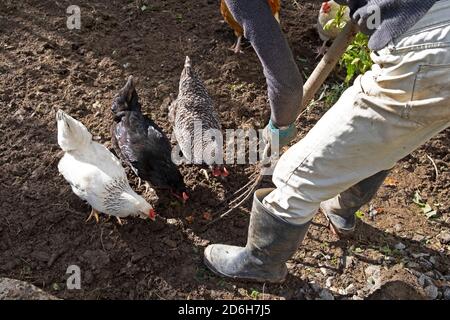 Frau im Garten graben Boden mit Gabel im Garten mit Hühnern Hühner im Herbst Carmarthenshire Wales Vereinigtes Königreich Großbritannien KATHY DEWITT Stockfoto