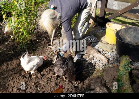 Frau Biegen über Gartenarbeit Graben Jäten im Garten Vorbereitung neu Pflanzfläche mit Freiland Hühnern im Herbst WALES GROSSBRITANNIEN KATHY DEWITT Stockfoto