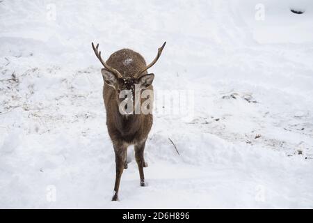 Hirsche oder cervidae mit Geweih Spaziergänge im Schnee im Winter mit Kopierraum. Vorderansicht oder Vorderansicht. Nahaufnahme. Stockfoto