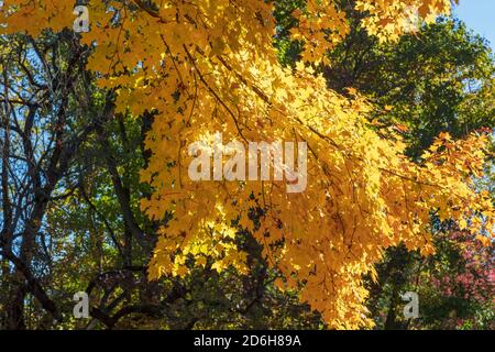 Sugar Ahornbäume in Herbstfarbe (Acer saccharum), Michigan, USA, von James D Coppinger/Dembinsky Photo Assoc Stockfoto