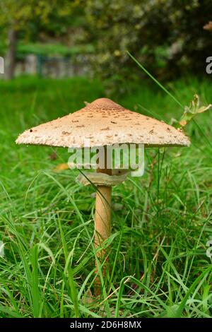 Ein ausgewachsenes Exemplar von Macrolepiota procera mastoidea, allgemein bekannt als Sonnenschirmpilz, auf einer Wiese in Italien. Stockfoto