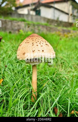 Ein junges Exemplar von Macrolepiota procera mastoidea, allgemein bekannt als Sonnenschirmpilz, auf einer Wiese in Italien. Stockfoto