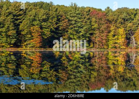 Hall Lake, Autumn, Yankee Springs Recreation Area, MI, USA, von James D. Coppinger/Dembinsky Photo Assoc Stockfoto