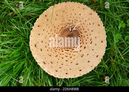 Vogelperspektive eines ausgewachsenen Exemplars von Macrolepiota procera mastoidea, allgemein bekannt als Sonnenschirmpilz, auf einer Wiese in Italien. Stockfoto