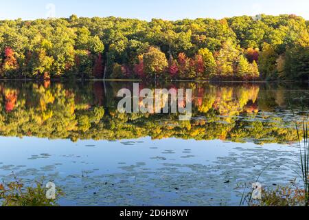 Hall Lake, Autumn, Yankee Springs Recreation Area, MI, USA, von James D. Coppinger/Dembinsky Photo Assoc Stockfoto