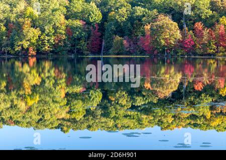 Hall Lake, Autumn, Yankee Springs Recreation Area, MI, USA, von James D. Coppinger/Dembinsky Photo Assoc Stockfoto